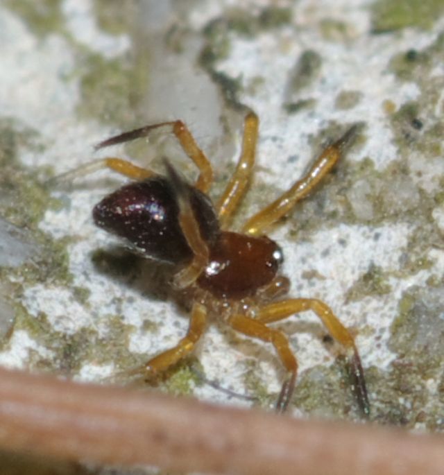 Euryopis episinoides - Rende (CS)